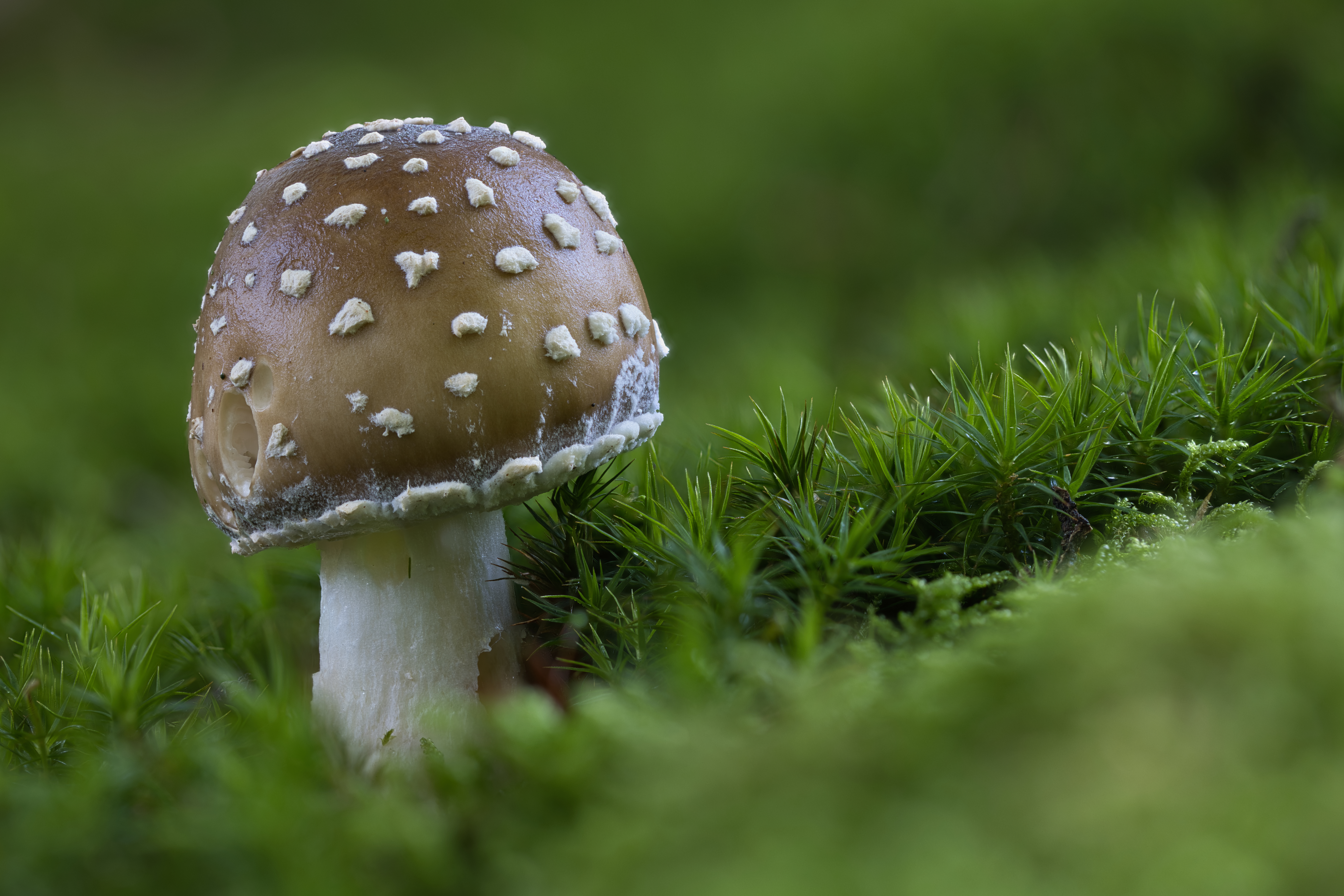 Pantherpilz